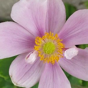 Meet your Posher, Vivian